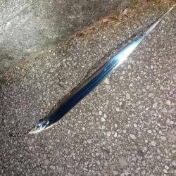 ジグでタチウオ