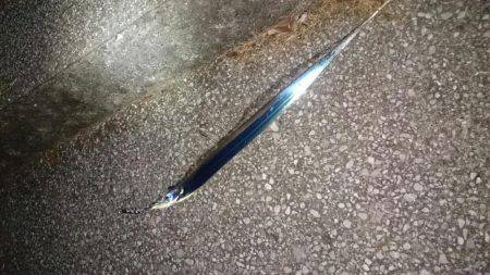 ジグでタチウオ