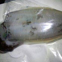 大きくなったイカさんは?!