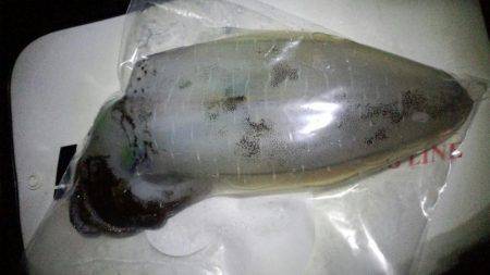 大きくなったイカさんは?!