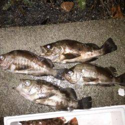 アジ狙いでアコウ、メバル