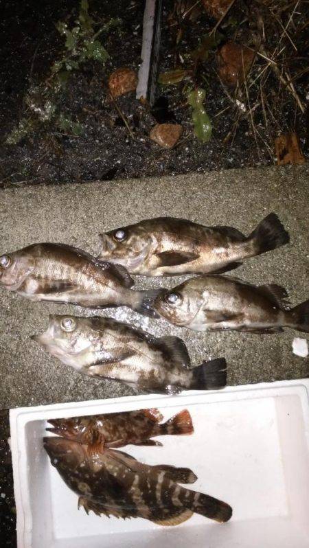 アジ狙いでアコウ、メバル