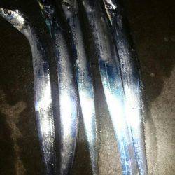 サーべリングでタチウオ