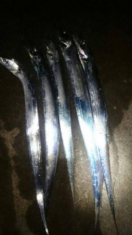 サーべリングでタチウオ