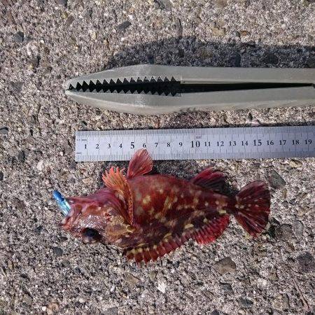 ロックフイッシュを狙う!