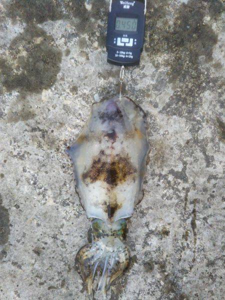 サビキ→ヤエン