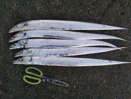 中浦緑地公園、テンヤでタチウオ