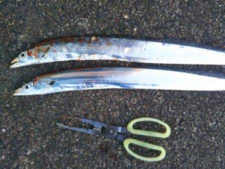 中浦緑地公園テンヤでタチウオ