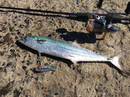 エギングのはずが