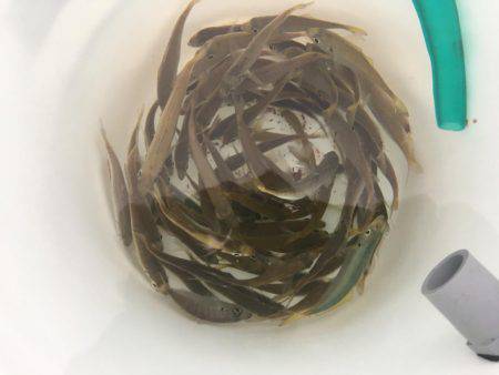 スーパームーン