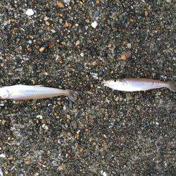 播磨新島で投げ釣り