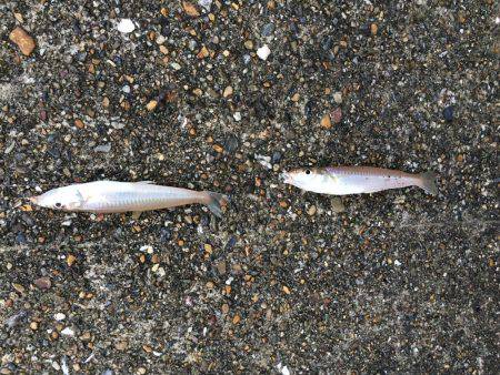 播磨新島で投げ釣り