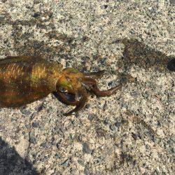 もうシーズン終了？？？