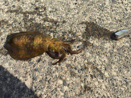 もうシーズン終了？？？