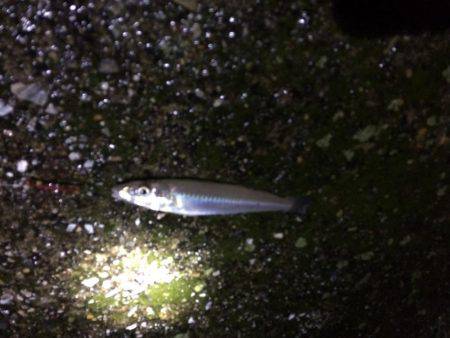 播磨新島でキス狙い