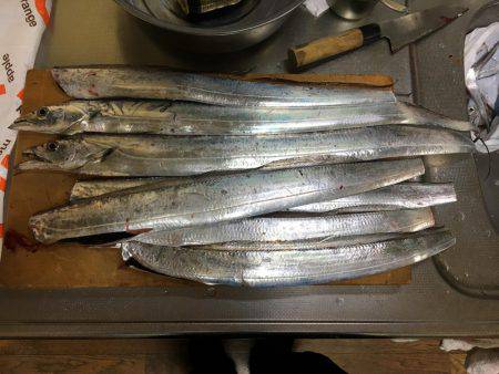 タチウオ ワインド