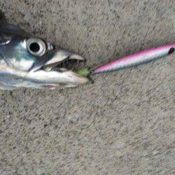 ハードルアー太刀魚楽しい〜