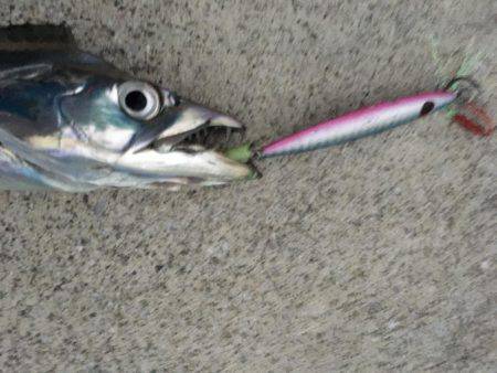 ハードルアー太刀魚楽しい〜