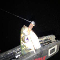 寒い夜のアジング