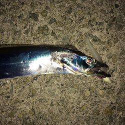 テンヤ釣りには勝てんや