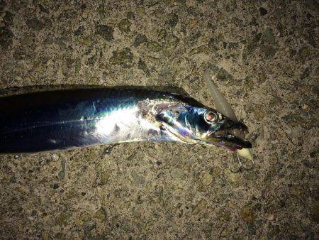 テンヤ釣りには勝てんや