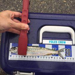 マイワシオンリー