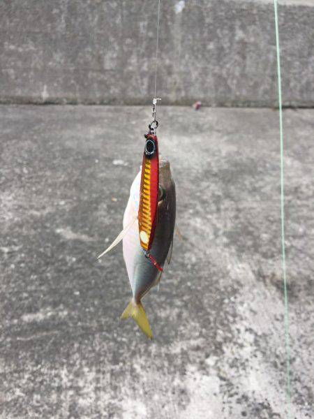 メタルジグにアジ