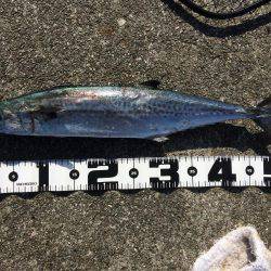 今年最後の沖堤釣行