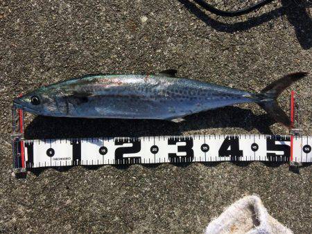 今年最後の沖堤釣行