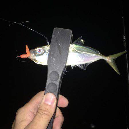 絶好調アジング