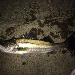 満潮潮止まり前でも釣れるのか？