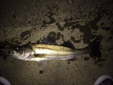 満潮潮止まり前でも釣れるのか？