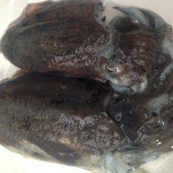 アオリはどこに？