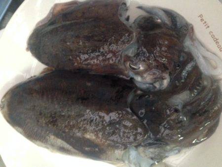 アオリはどこに？