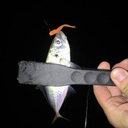 アジは裏切らないです