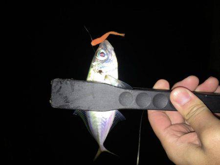 アジは裏切らないです