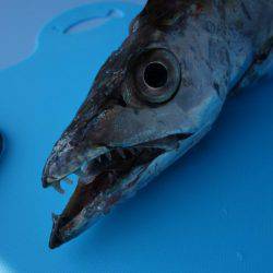 西宮ケーソン タチウオ