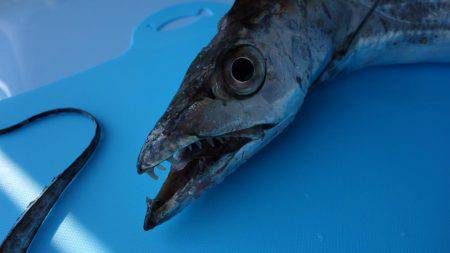 西宮ケーソン タチウオ