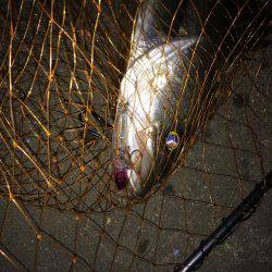 伊勢志摩シーバス釣行