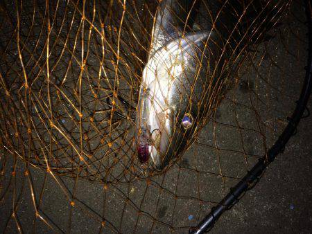 伊勢志摩シーバス釣行