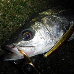 良型シーバス♪