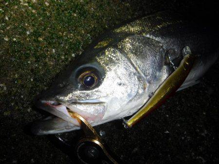 良型シーバス♪