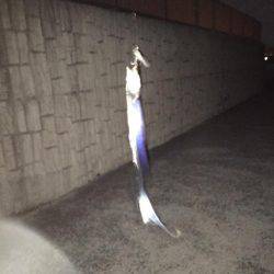 久々のタチウオ釣