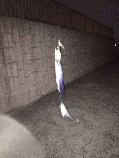 久々のタチウオ釣