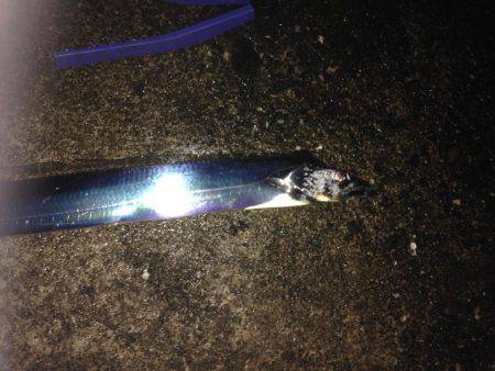 タチウオまずまず