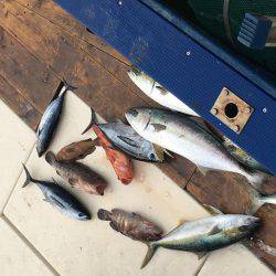 祈願のヒラマサ