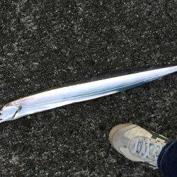 武庫川一文字にて朝練