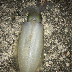 エギング&アジング