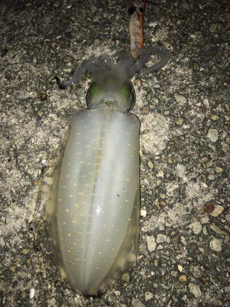 エギング&アジング