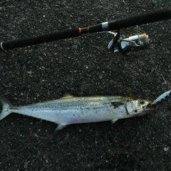 釣り人生一番の大物